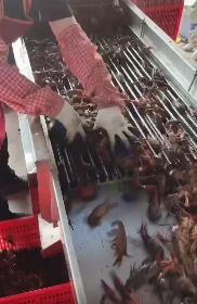 荆州地区处理全自动筛龙虾分捡机