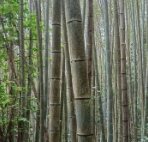 南平地区处理毛竹一批