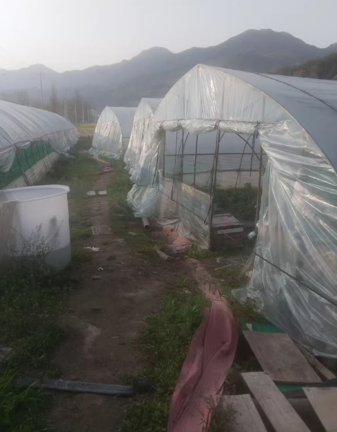 温州地区处理草莓棚