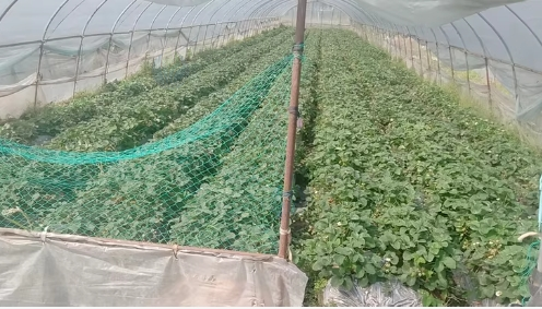 温州地区处理草莓棚