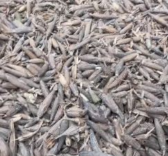 九江地区处理木荷、马褂木种子