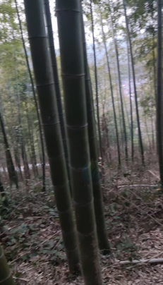 上海地区搬迁处理1批脚手架、钢管、钢片、钢巴、钢管等施工材料