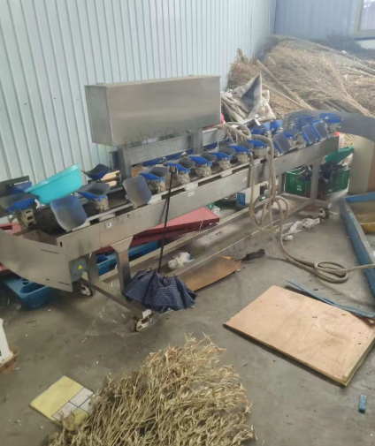 红河地区处理水果清洗机、风干机