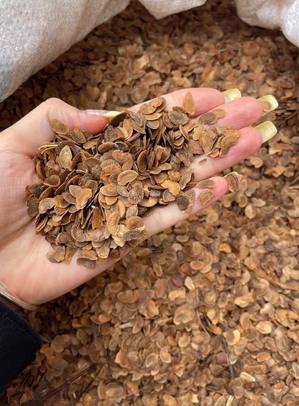 九江地区处理木荷、马褂木种子