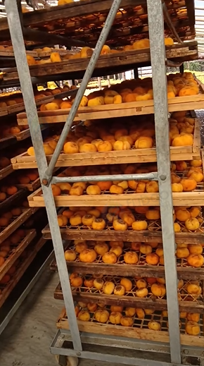 桂林地区个人处理松果机