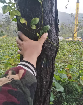 北京地区处理一批木材