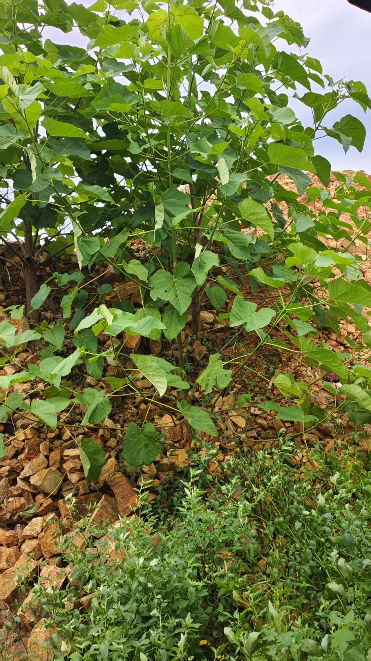 11月19日宜春一堆非法开采碎石拍卖公告