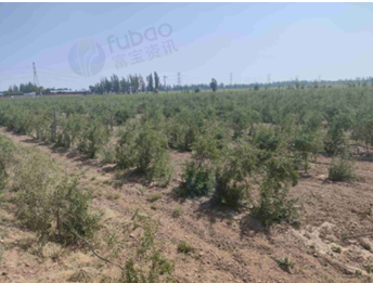 1月14日银川一批枸杞苗木处置项目转让公告