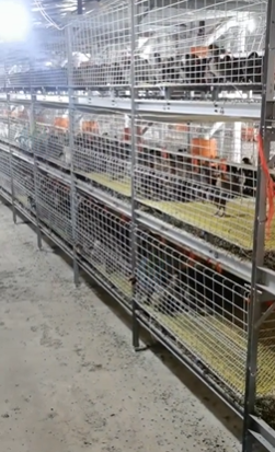 昆明地区批发部处理全自动养殖设备