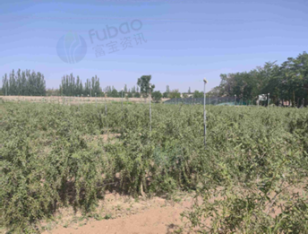 1月14日银川一批枸杞苗木处置项目转让公告