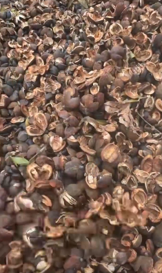 北海地区处理40多吨茶油壳