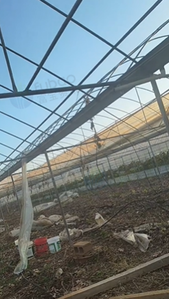 红河地区处理200多亩大棚