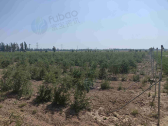 1月14日银川一批枸杞苗木处置项目转让公告