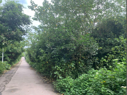 1月23日重庆合川区钓鱼城街道思居村二社苗圃基地内苗木一批转让公告