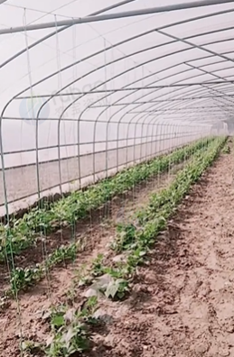 保定地区处理大棚架子