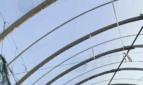 红河地区处理186架6米钢混大棚