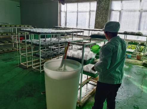 绥化地区处理500平方芽苗菜工厂