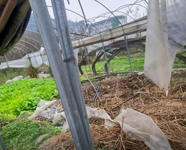 百色地区处理1批镀锌钢管大棚