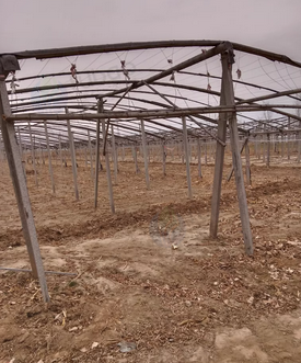 滨州地区处理大棚3个