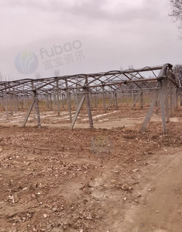 滨州地区处理大棚3个