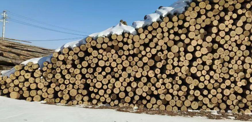 呼和浩特市地区处理六七万吨松木桦木