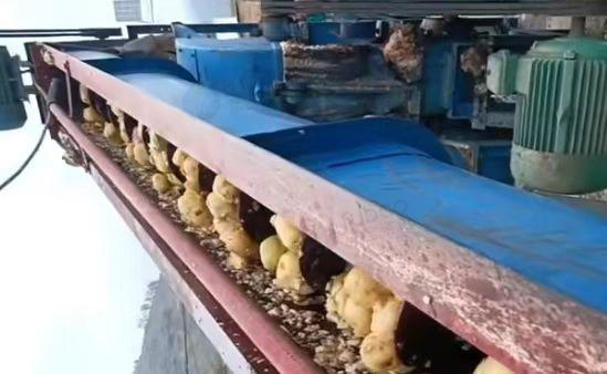 定西市地区处理磨洋芋粉机带沉淀桶