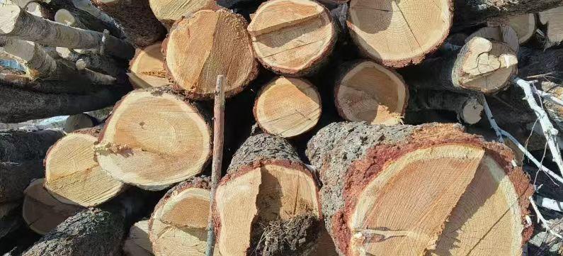 呼和浩特市地区处理六七万吨松木桦木