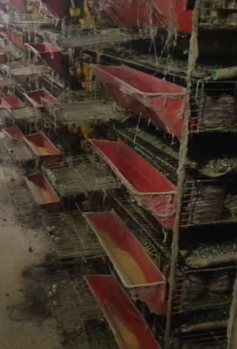 洛阳市地区处理集蛋笼、育雏框、料桶、水管、拌料机、出粪机等全套鹌鹑养殖设备