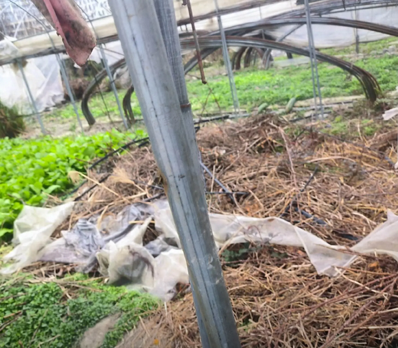 百色地区处理镀锌钢管大棚