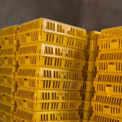 文山市地区处理鸡笼98个