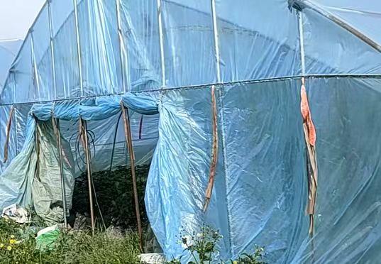 淮南市地区处理种植大棚管一批