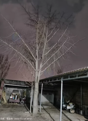 北京地区处理银杏树一棵