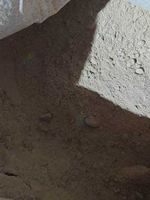 上海市地区处理柚木木粉