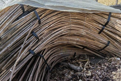 绥化地区处理竹弓子7500根